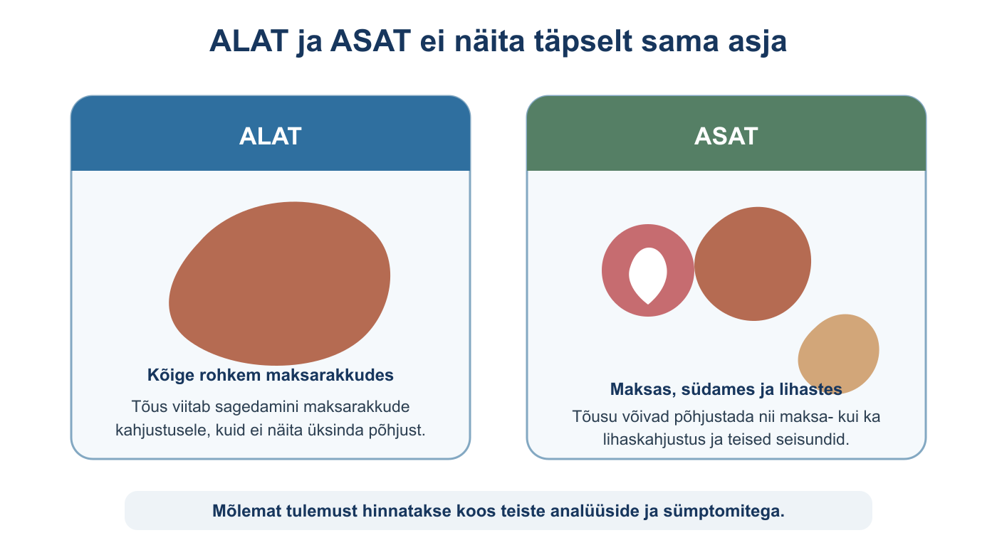 ALAT ja ASAT paiknemine organismis