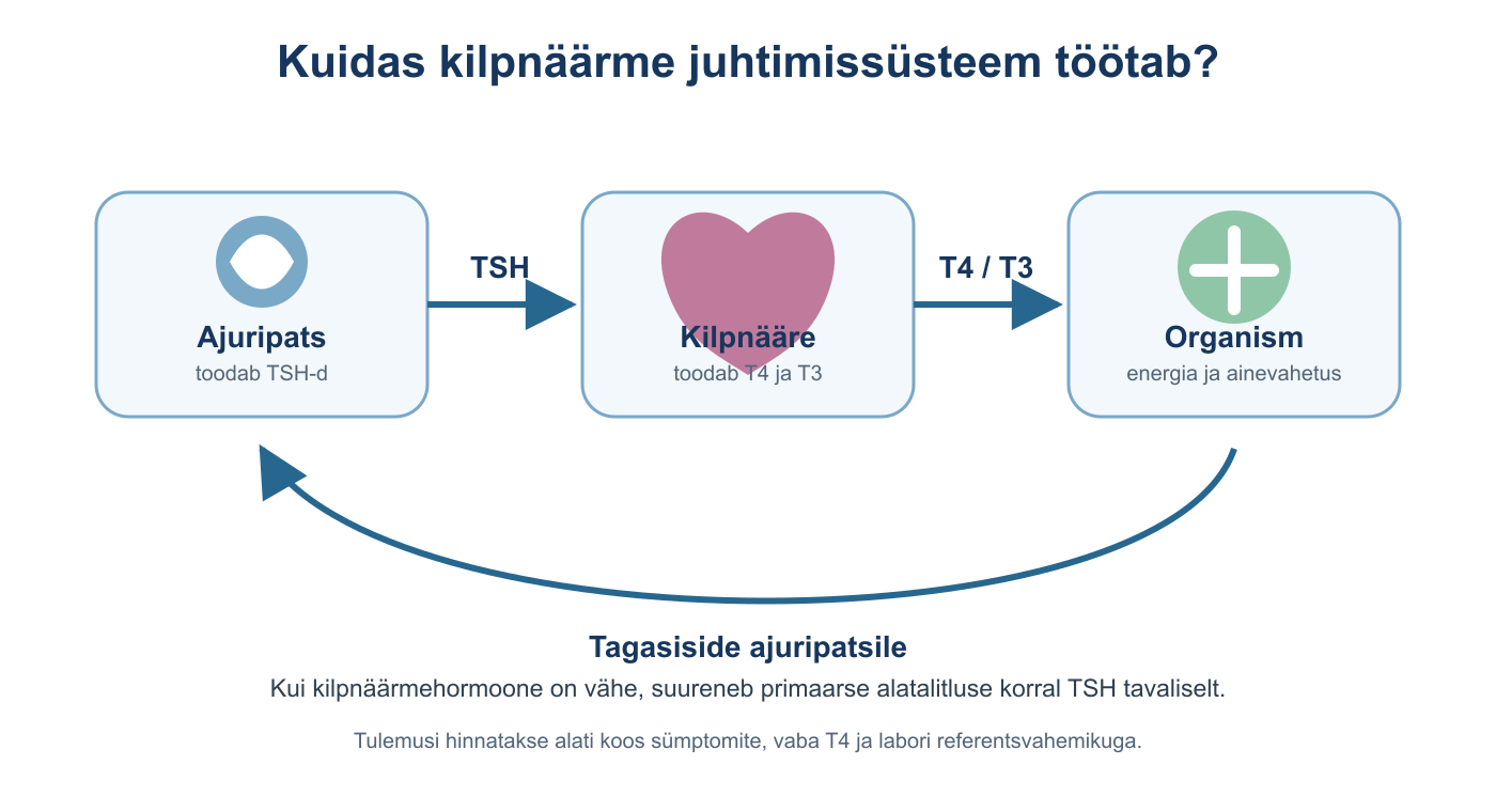 TSH ja kilpnäärmehormoonide seos